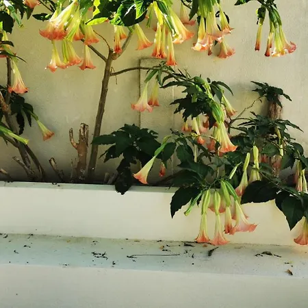 Feriehus Maison Magnolia
